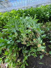 NEW ** Persicaria Tinctoria Dry Leaf Indigo.** NEW
