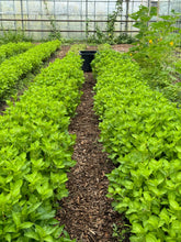 Maruba, Tade/AWA Ai Persicaria Tinctoria Seed Round leaf Pink Flower Indigo