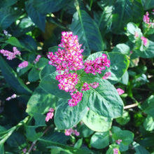 Maruba, Tade/AWA Ai Persicaria Tinctoria Seed Round leaf Pink Flower Indigo