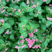Maruba, Tade/AWA Ai Persicaria Tinctoria Seed Round leaf Pink Flower Indigo