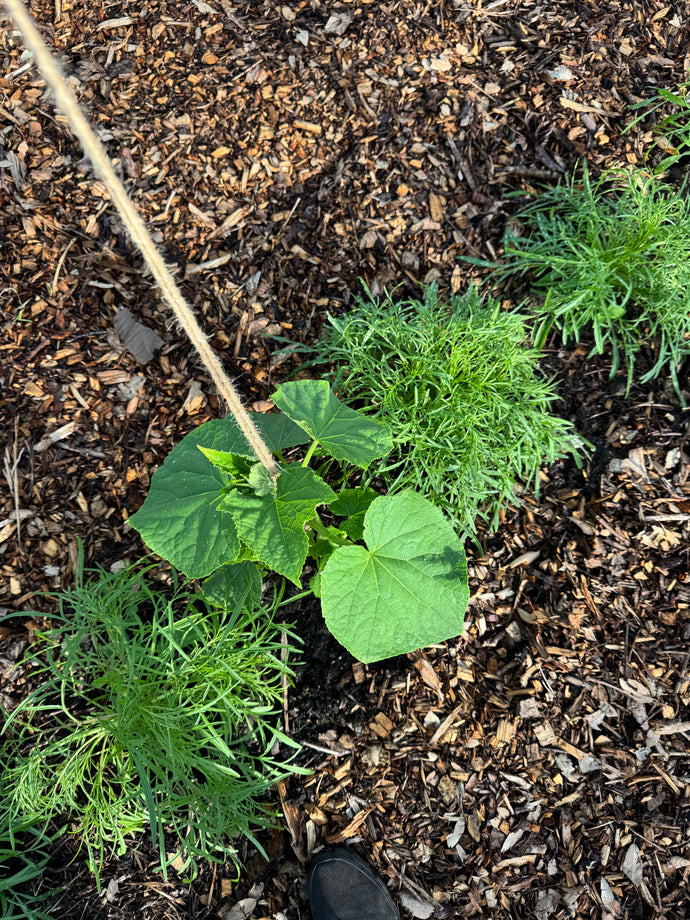 Companion Planting 🌼 Florals & Food 🥒 & Then there's Indigo.