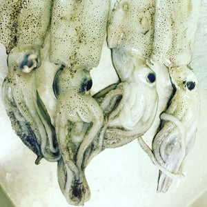 FRIDAY FISH - Fresh, Whole Calamari