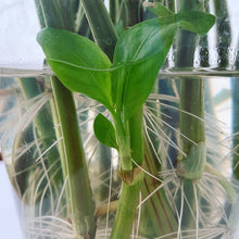 "Kojyoko" Persicaria Tinctoria Seed White flowing Indigo