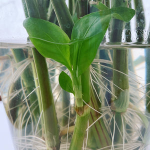 "Kojyoko" Persicaria Tinctoria White flowing Indigo