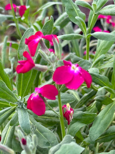 Matthiola Bicornis