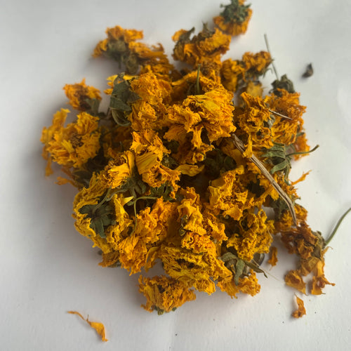 Early Sunrise Coreopsis | Lance leaf Coreopsis