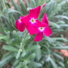 Matthiola Bicornis