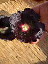 Black Hollyhock Seed