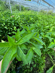 "Senbon" Persicaria Tinctoria Pink Flowering long leaf Indigo