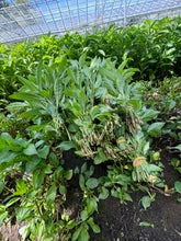 "Senbon" Persicaria Tinctoria Pink Flowering long leaf Indigo