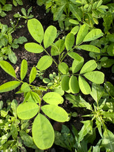 Organic Indigo,  Indigofera Tinctoria