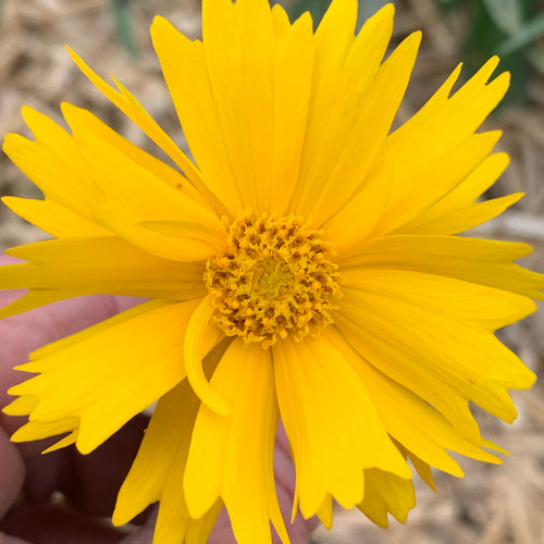 Early sunrise Coreopsis  | Lance leaf Coreopsis Seed