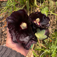 Black Hollyhock Seed