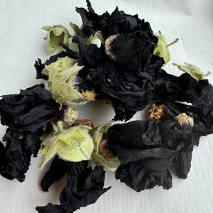 Black Hollyhock Alcea Rosea "Nigra"