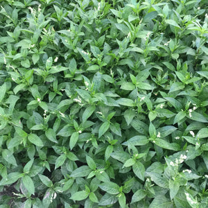 "Kojyoko" Persicaria Tinctoria White flowing Indigo