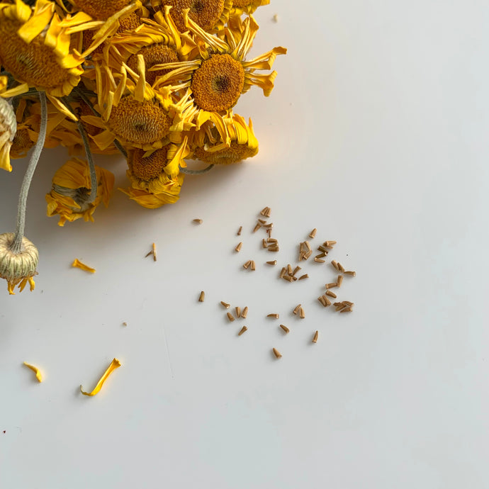Dyers Camomile Anthemis Tinctoria Yellow Natural Dye